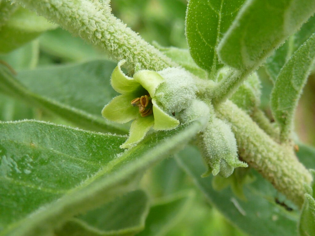 ashwagandha - Healthway in Vero Beach, Fl.